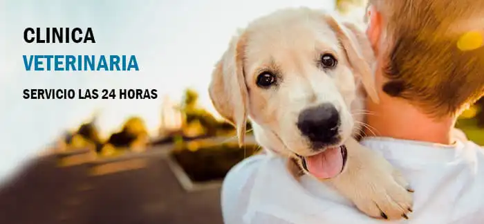 pagina web veterinarias